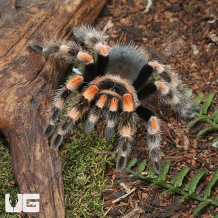 Mexican Red Knee Tarantula (Brachypelma hamorii) for sale