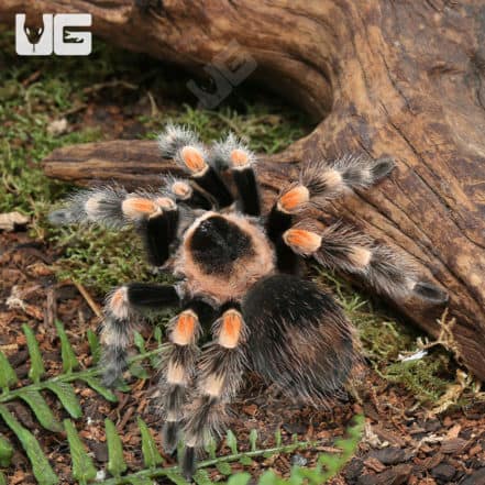 Mexican Redknee Tarantulas For Sale - Underground Reptiles