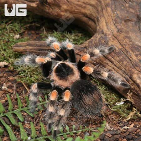 Mexican Red Knee Tarantula (Brachypelma hamorii) for sale