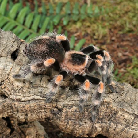 Mexican Red Knee Tarantula (Brachypelma hamorii) for sale