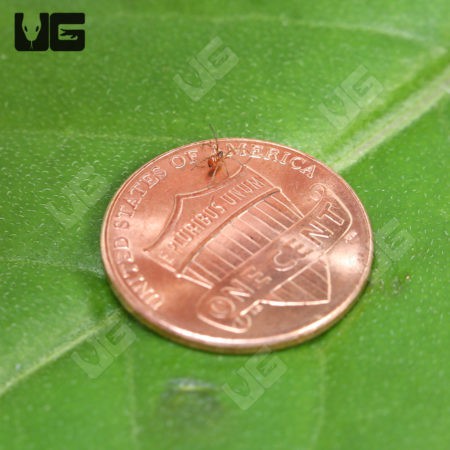 Southern black widow Spiders (Latrodectus mactans) for sal