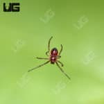 Southern black widow Spiders (Latrodectus mactans) for sal