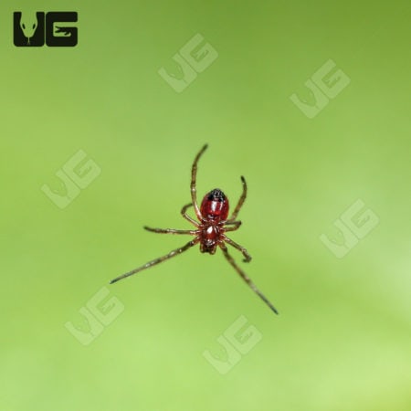 Southern black widow Spiders (Latrodectus mactans) for sal