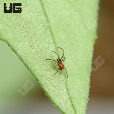 Southern black widow Spiders (Latrodectus mactans) for sal