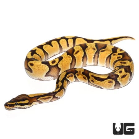Baby Male Pastel Enchi Orange Dream Vanilla Ball Python Ball Python (Python regius) For Sale - Underground Reptiles