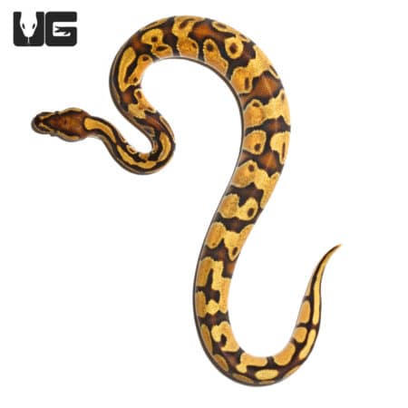 Baby Male Pastel Enchi Orange Dream Vanilla Ball Python Ball Python (Python regius) For Sale - Underground Reptiles