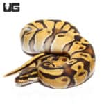 Baby Male Pastel Enchi Orange Dream Vanilla Ball Python Ball Python (Python regius) For Sale - Underground Reptiles