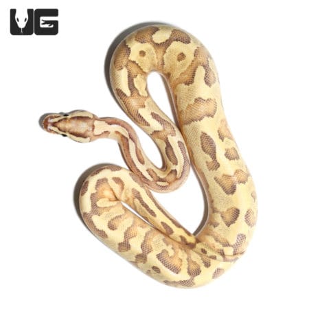 Adult Female Leopard Enchi Disco Ball Python, vibrant and unique reptile for collection.