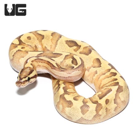 Leopard Enchi Disco Ball Python, adult female, showcasing vibrant yellow and brown pattern.