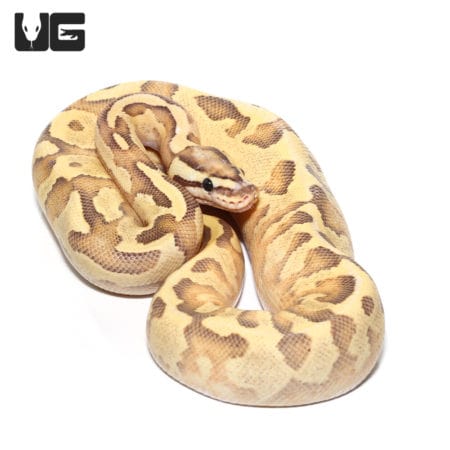 Leopard Enchi Disco Ball Python, adult female, showcasing vibrant pattern and coloration.