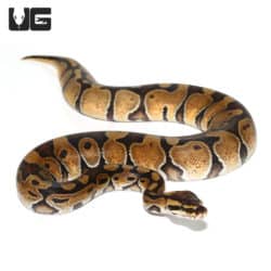 Baby Female Orange Dream Enchi Ball Python(Python regius) For Sale - Underground Reptiles