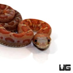 Baby Hypo Scaleless Everglades Ratsnakes For Sale - Underground Reptiles