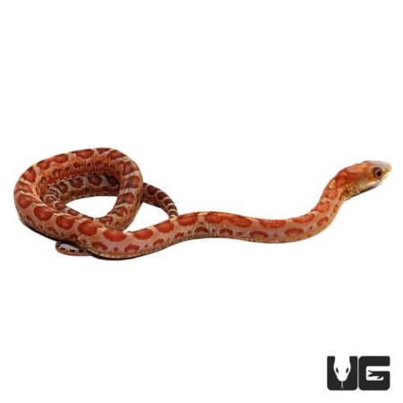 Baby Hypo Scaleless Everglades Ratsnakes For Sale - Underground Reptiles