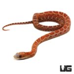 Baby Hypo Scaleless Everglades Ratsnakes For Sale - Underground Reptiles