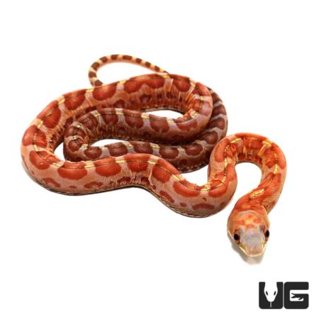 Baby Hypo Scaleless Everglades Ratsnakes For Sale - Underground Reptiles