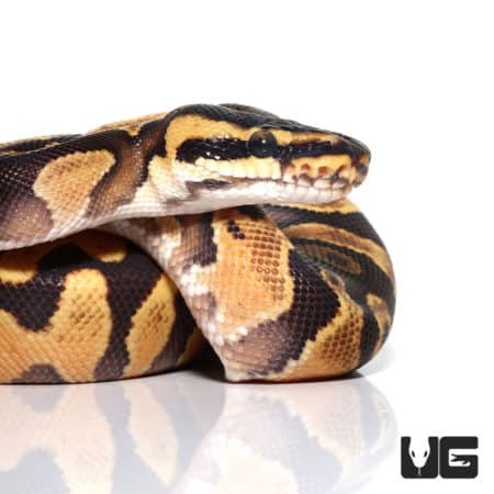 Enchi Yellowbelly Ball Python, baby female, vibrant coloration, healthy reptile.