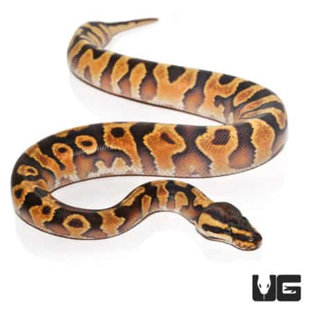 Enchi Yellowbelly Ball Python, baby female, vibrant coloration, and unique pattern.