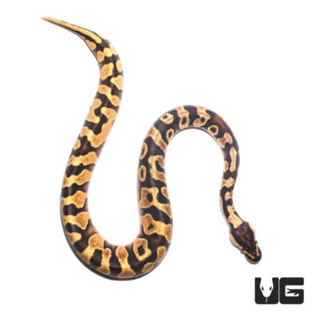 Enchi Yellowbelly Ball Python, baby female, vibrant pattern, reptile for sale.