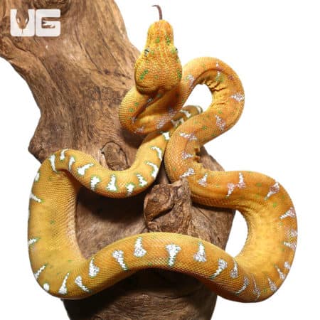 Baby Orange Emerald Tree Boa (Corallus caninus) For Sale - Underground Reptiles