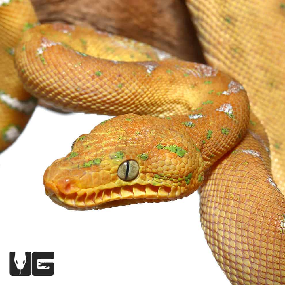 Baby Emerald Tree Boas For Sale Underground Reptiles