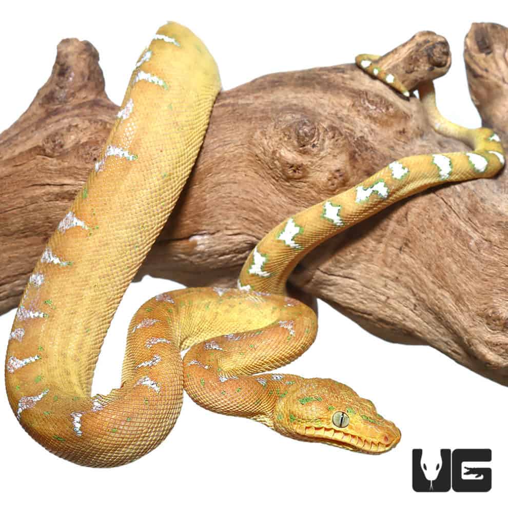 Baby Emerald Tree Boas For Sale Underground Reptiles