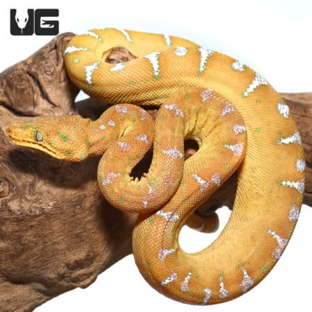 Baby Orange Emerald Tree Boa (Corallus caninus) For Sale - Underground Reptiles