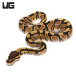 Baby Yellowbelly Blade Het Clown Ball Python(Python regius) For Sale - Underground Reptiles