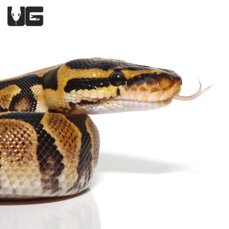 Baby Blade Het Clown Yellowbelly Ball Python in vibrant yellow and black pattern.