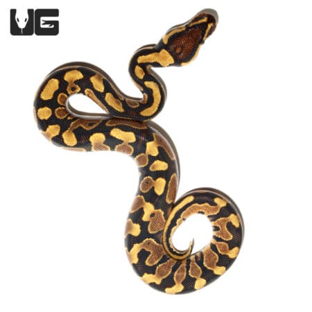 Baby Yellowbelly Blade Het Clown Ball Python(Python regius) For Sale - Underground Reptiles
