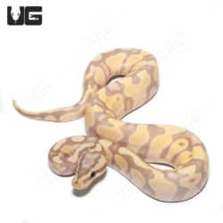 Baby Banana Pastel Enchi Het Clown Ball Python (#31) (Python regius) For Sale - Underground Reptiles
