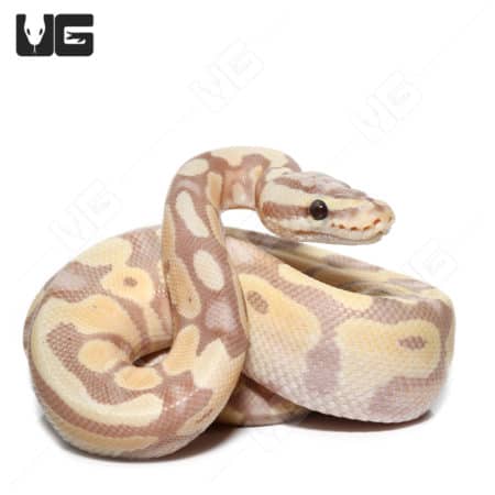 Baby Banana Pastel Enchi Het Clown Ball Python (#31) (Python regius) For Sale - Underground Reptiles
