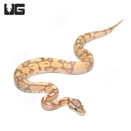 Baby Banana Pastel Enchi Het Clown Ball Python (#31) (Python regius) For Sale - Underground Reptiles