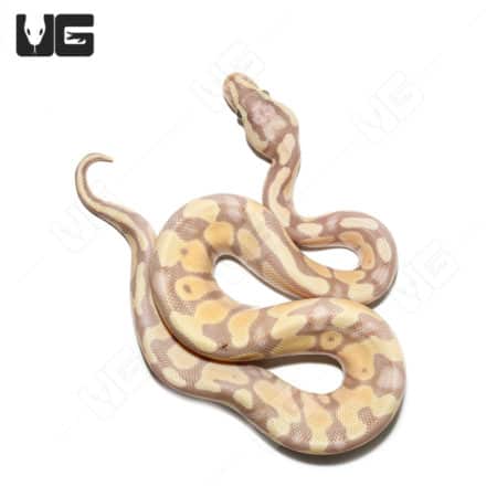 Baby Banana Pastel Enchi Het Clown Ball Python (#31) (Python regius) For Sale - Underground Reptiles