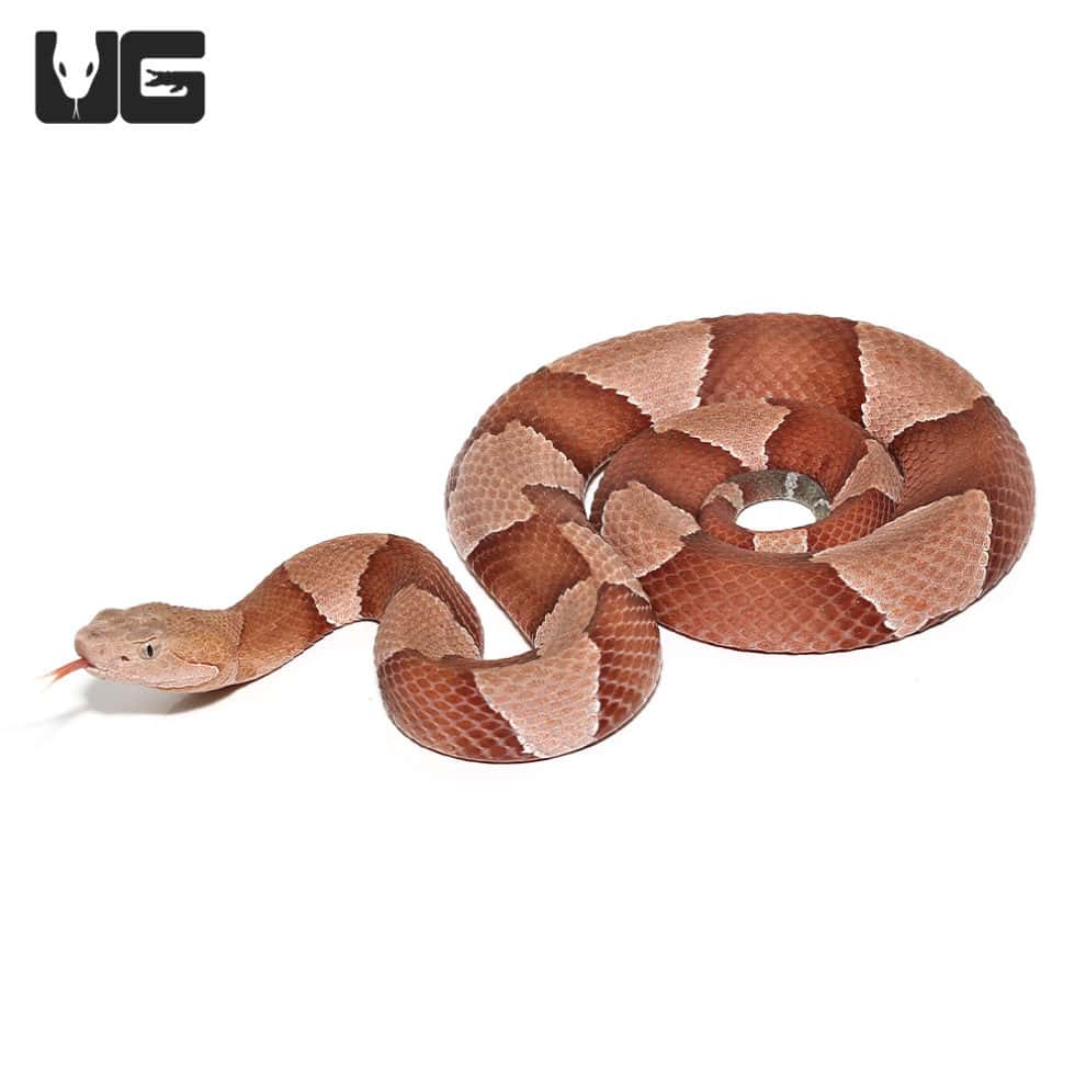 Copperhead Snakes For Sale Underground Reptiles