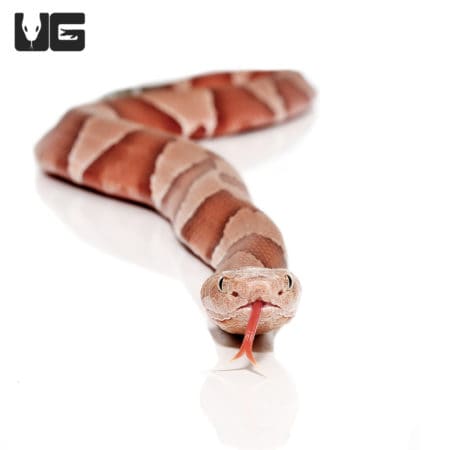 Broad Banded Copperhead Snakes (Agkistrodon contortrix) For Sale - Underground Reptiles