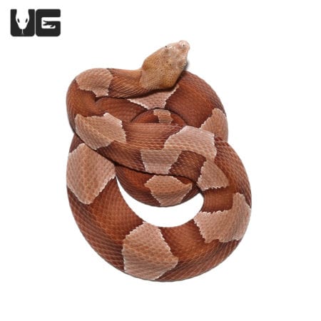 Broad Banded Copperhead Snakes (Agkistrodon contortrix) For Sale - Underground Reptiles