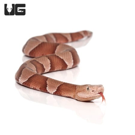 Broad Banded Copperhead Snakes (Agkistrodon contortrix) For Sale - Underground Reptiles