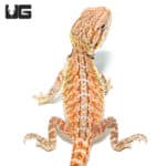 Cinnamon Toast Bearded Dragons (Pogona vitticeps) For Sale - Underground Reptiles