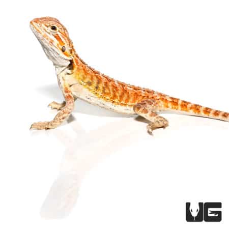 Cinnamon Toast Bearded Dragons (Pogona vitticeps) For Sale - Underground Reptiles