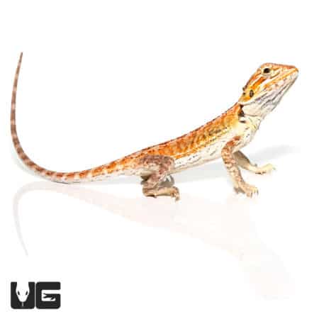 Cinnamon Toast Bearded Dragons (Pogona vitticeps) For Sale - Underground Reptiles