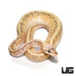 Baby Female Fire Pastel Pinstripe Het Clown Ball Python (#42) (Python regius) For Sale - Underground Reptiles