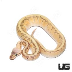 Baby Female Fire Pastel Pinstripe Het Clown Ball Python (#42) (Python regius) For Sale - Underground Reptiles
