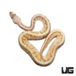 Baby Female Fire Pastel Pinstripe Het Clown Ball Python (#42) (Python regius) For Sale - Underground Reptiles