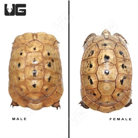 Golden Greek Tortoises (Testudo graeca) For Sale - Underground Reptiles