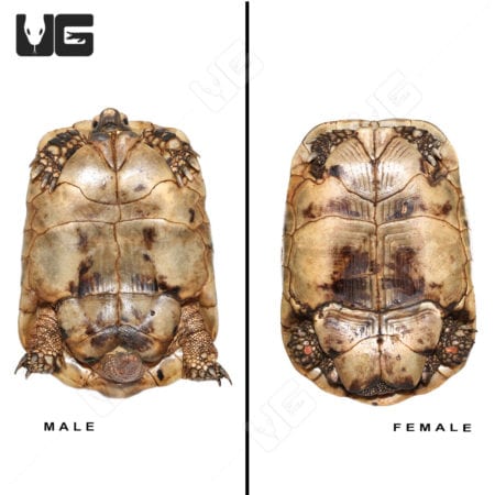 Golden Greek Tortoises (Testudo graeca) For Sale - Underground Reptiles