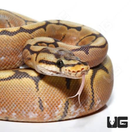 Baby Hypo Spider Het Caramel Ball Python (#5 #9 #10) (Python regius) For Sale - Underground Reptiles
