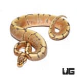 Baby Hypo Spider Het Caramel Ball Python (#5 #9 #10) (Python regius) For Sale - Underground Reptiles