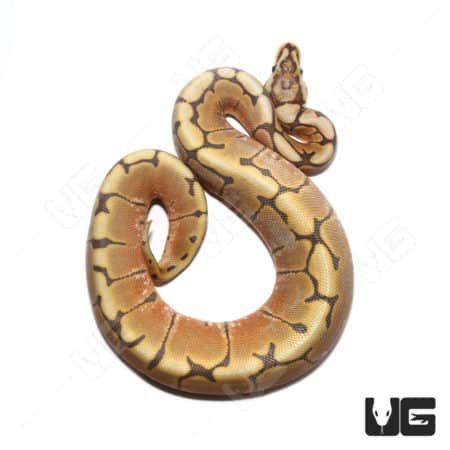 Baby Hypo Spider Het Caramel Ball Python (#5 #9 #10) (Python regius) For Sale - Underground Reptiles