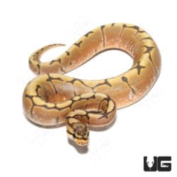 Baby Hypo Spider Het Caramel Ball Python (#5 #9 #10) (Python regius) For Sale - Underground Reptiles