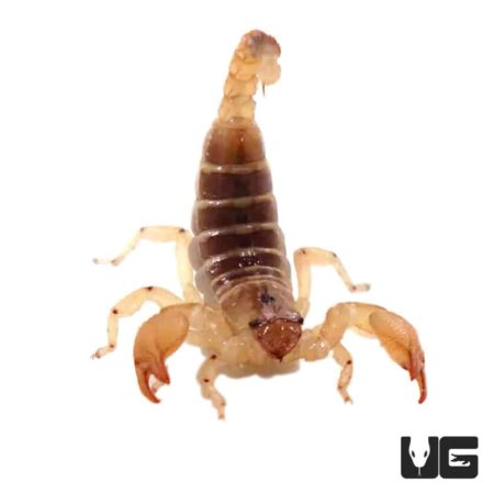 Israeli Gold Scorpion For Sale - Underground Reptiles